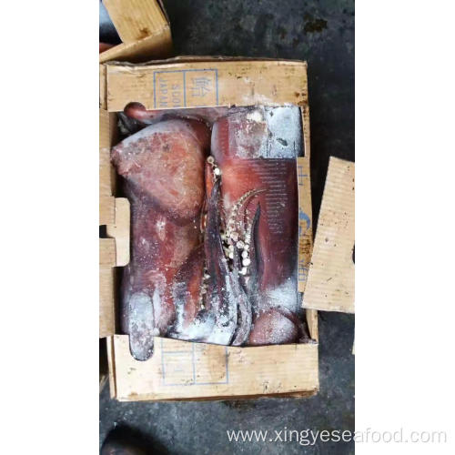 Frozen Squid Sthenoteuthis Oualaniensis WR 1000-2000g